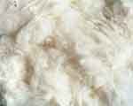 Cotton texture conceptual