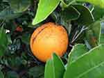 Orange tree