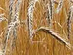 Prairie wheat field