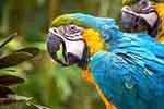 Macaw, Brazil's national symbol