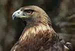 Golden eagle, Mexico's national symbol
