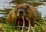 Beaver, Canada's national animal