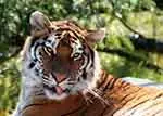 Bengal tiger, India's national animal