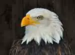 Bald eagle, USA symbol