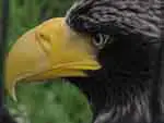 Black eagle, Germany's national animal