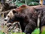 Brown bear, Russia's national animal