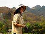 Vietnamese rice field