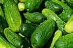 Top Cucumbers Exporting Countries