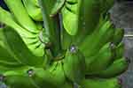 Ecuador bananas harvest (courtesy of Pixabay.com)
