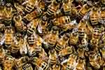 Honey bees (courtesy of Pixabay.com)