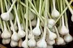 Top Garlic Exports by Country