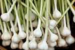 Organic garlic (courtesy of Jennifer Dickert via Wikimedia Commons)