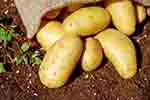 Sack of potatoes (courtesy of Pixabay.com)