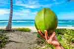 Coconut in Seychelles (courtesy of Pixabay.com)