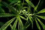 Marijuana plant (courtesy of Pixabay.com)