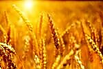 Wheat field at sunrise