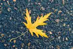 Leaf on asphalt surface