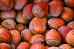 Hazelnuts in shell