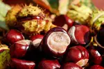 Top Chestnuts Exports & Imports by Country Plus Average Prices