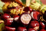 Top Chestnuts Exports & Imports by Country Plus Average Prices