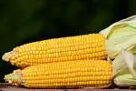 US consumer corn cobs